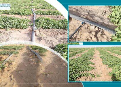Herat farmers increasingly turn to drip irrigation system