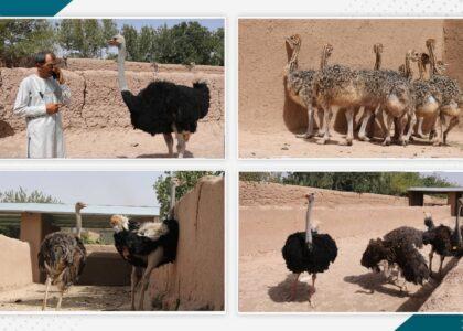 یگانه فارم‌دار شترمرغ در هرات خواستار حمایت حکومت شد