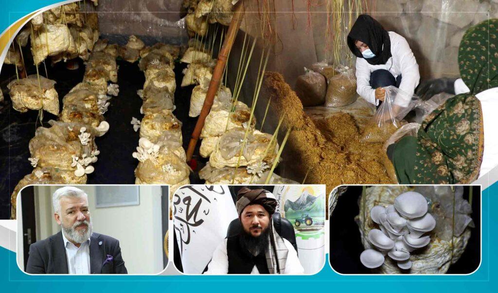 Women mushroom farmers in Kabul seek cold storages