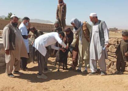 لوګر کې ۴۰ زره څارویو ته د طاعون ناروغۍ ضد واکسین د تطبیق کمپاین پيل شو