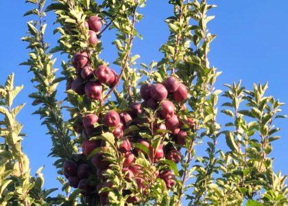 Paktia apple orchard owners struggle with lack of market