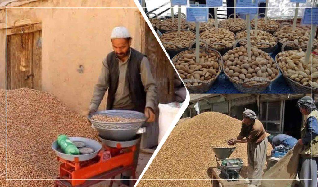 بادام دایکندی؛ تنها محصولی در این ولایت که در برابر خشکسالی تا حدی مقاومت کرده‌است