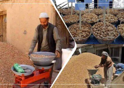 بادام دایکندی؛ تنها محصولی در این ولایت که در برابر خشکسالی تا حدی مقاومت کرده‌است