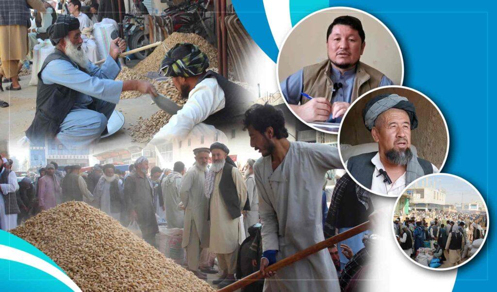 افزایش حاصلات بادام در سمنگان؛ تاجران و باغداران: کاهش صادرات بهای این محصول را پایین آورده‌است