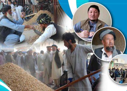 افزایش حاصلات بادام در سمنگان؛ تاجران و باغداران: کاهش صادرات بهای این محصول را پایین آورده‌است