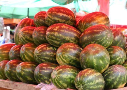 امسال بیش از یک میلیون متریک تُن تربوز در کشور برداشت شده‌است