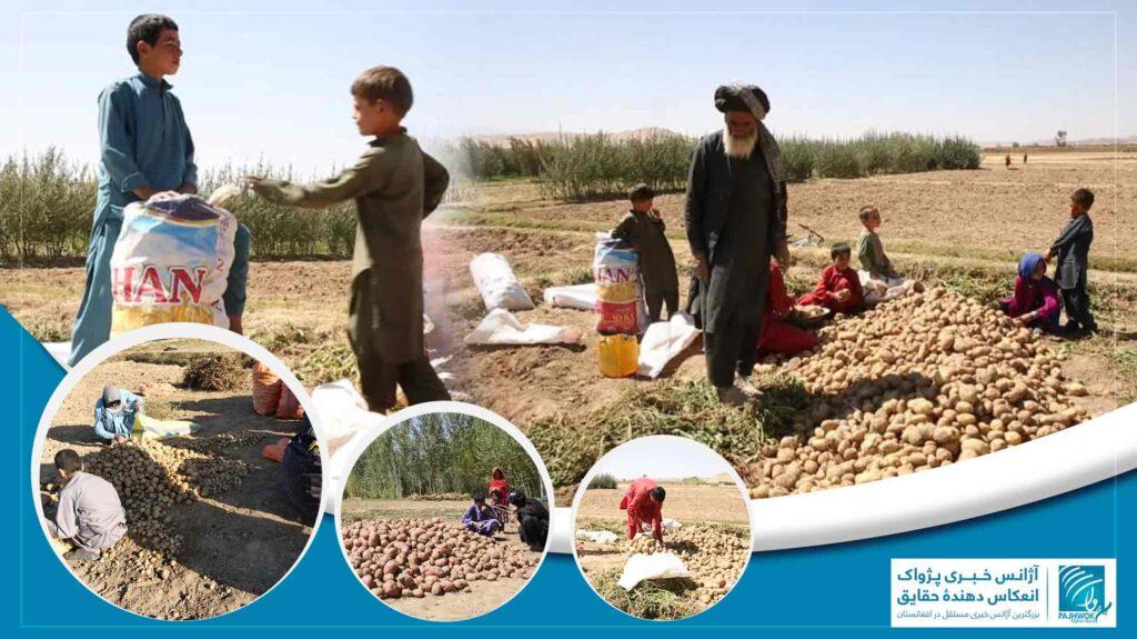 دهاقین در غور خواستار ایجاد سردخانه‌ها اند