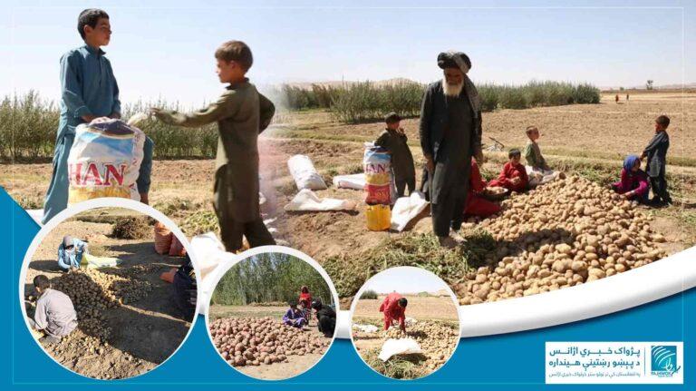 غور کې یو شمېر کروندګر د سړو خونو جوړېدو غوښتنه کوي