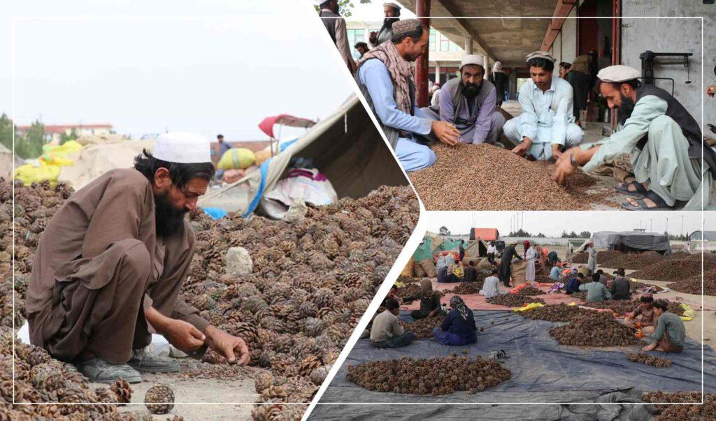 Khost traders want pine nuts exported abroad to avoid losses