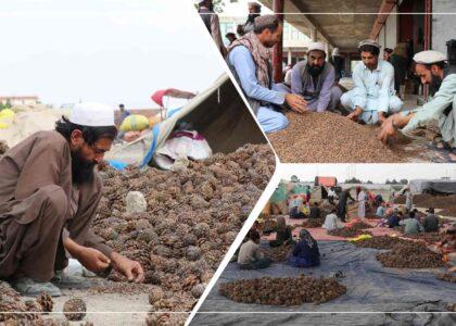 شماری از تاجران در خوست: حکومت زمینۀ صادرات جلغوزه به خارج را فراهم سازد