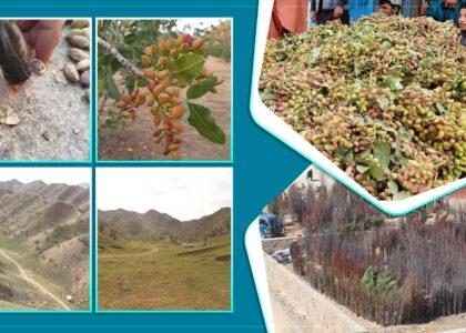 برخی تاجران محلی در بادغیس از کاهش فروشات پسته نگران اند