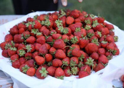 امسال حاصلات توت ‌زمینی در کشور ۹ درصد افزایش یافته‌است