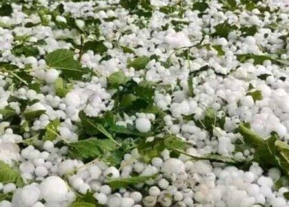 بارش ژاله در برخی مناطق کاپیسا خسارات هنگفت مالی به دهاقین و باغداران وارد کرد