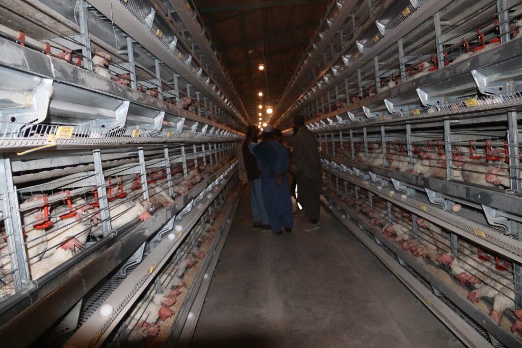 مسؤولین: کندهار در بخش تولید گوشت و تخم مرغ به خودکفایی نزدیک شده‌است