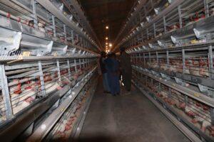 Kandahar nearly self-sufficient in chicken meat, egg production