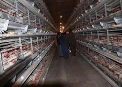 مسؤولین: کندهار د چرګ غوښې او هګیو د تولید برخه کې نږدې ځان بسیاینې ته رسېدلی