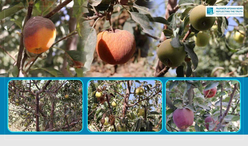 Drought effects: Ghazni farmers lament low yields this year