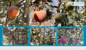 Drought effects: Ghazni farmers lament low yields this year