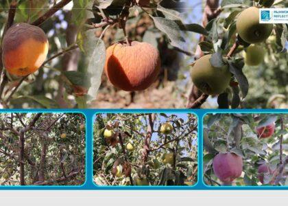 Drought effects: Ghazni farmers lament low yields this year