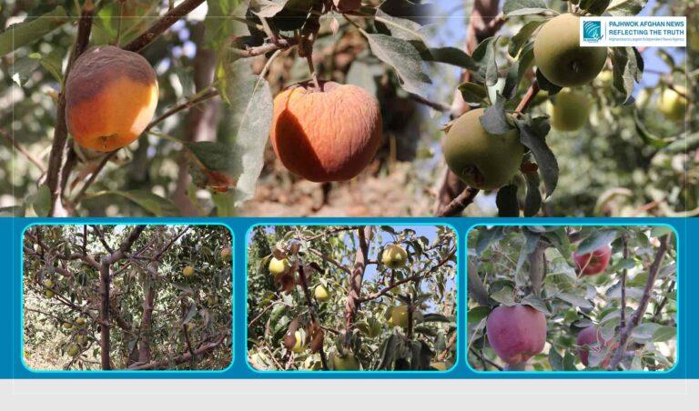 Drought effects: Ghazni farmers lament low yields this year