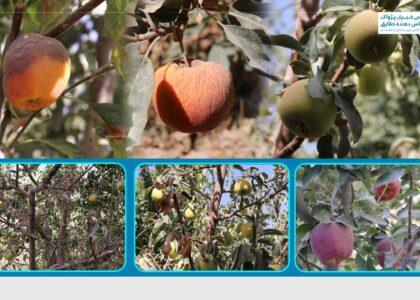 تأثیرات خشکسالی؛ شماری از دهاقین در غزنی: امسال حاصلات خوبی را به دست نیاورده‌ایم