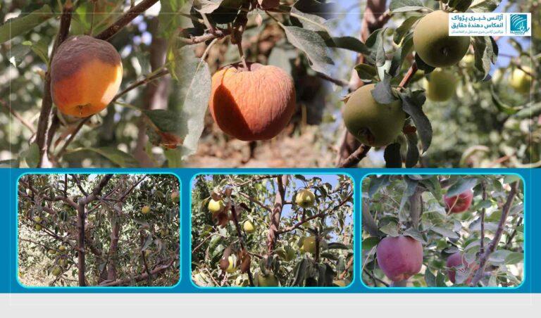 تأثیرات خشکسالی؛ شماری از دهاقین در غزنی: امسال حاصلات خوبی را به دست نیاورده‌ایم