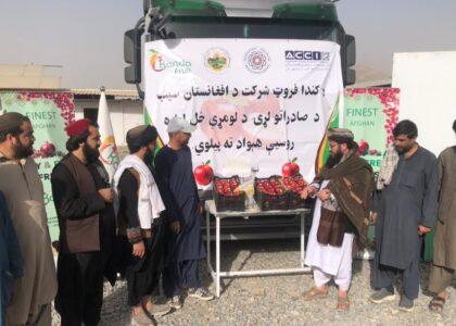 آغاز صادرات سیب از ولایت کندهار به روسیه