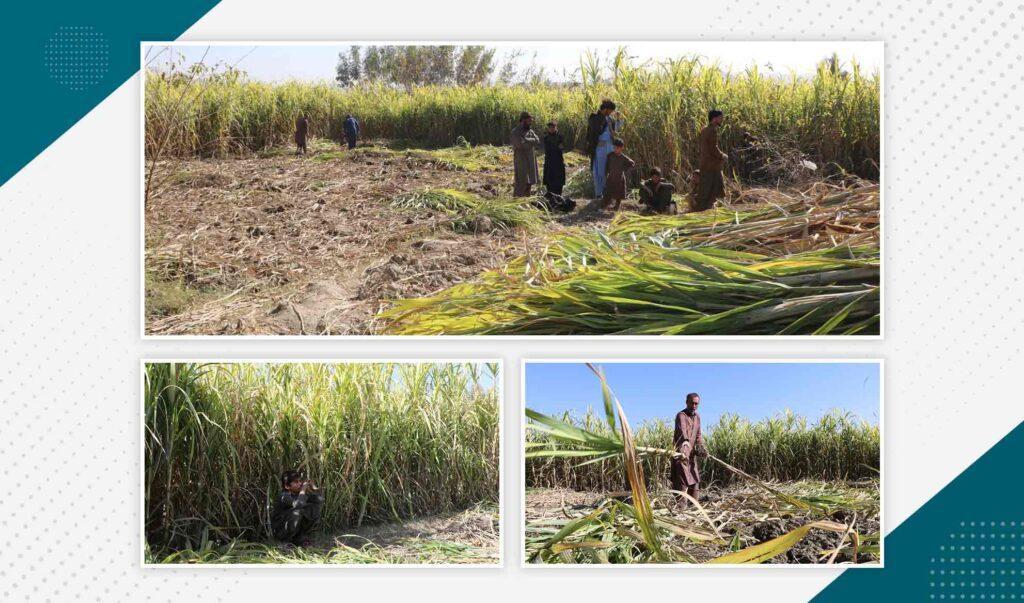 خوست کې د ګنيو يو شمېر کروندګر په کور دننه د بورې د تولید فابریکې جوړېدو غوښتنه کوي