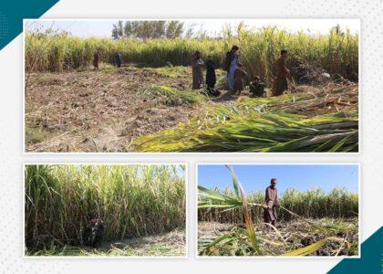 خوست کې د ګنيو يو شمېر کروندګر په کور دننه د بورې د تولید فابریکې جوړېدو غوښتنه کوي