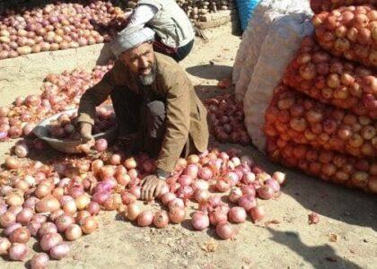 افزایش چشم‌گیر حاصلات پیاز در لوگر