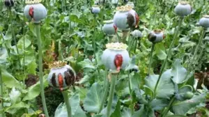 UNODC: Opium cultivation in Afghanistan falls 20pc in 2025