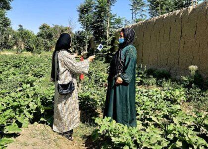 گزارش پژواک باعث حمایت از کوپراتیف زراعتی ایجادشده توسط یک زن در جوزجان شد