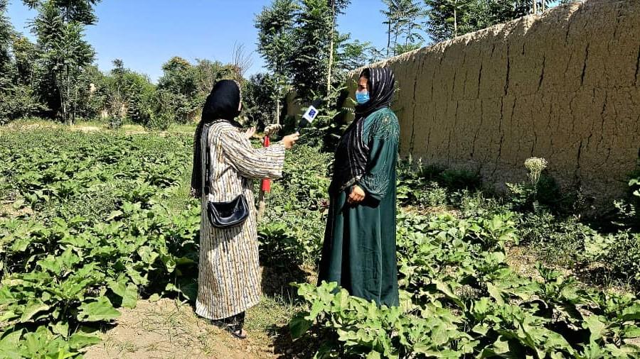 د پژواک راپور په جوزجان کې د یوې ښځې له لوري د جوړ شوي کرنیز کوپراتیف د ملاتړ لامل شو