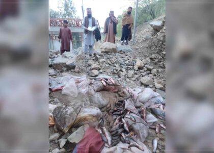 500kg of fish smuggled from Pakistan seized at Torkham