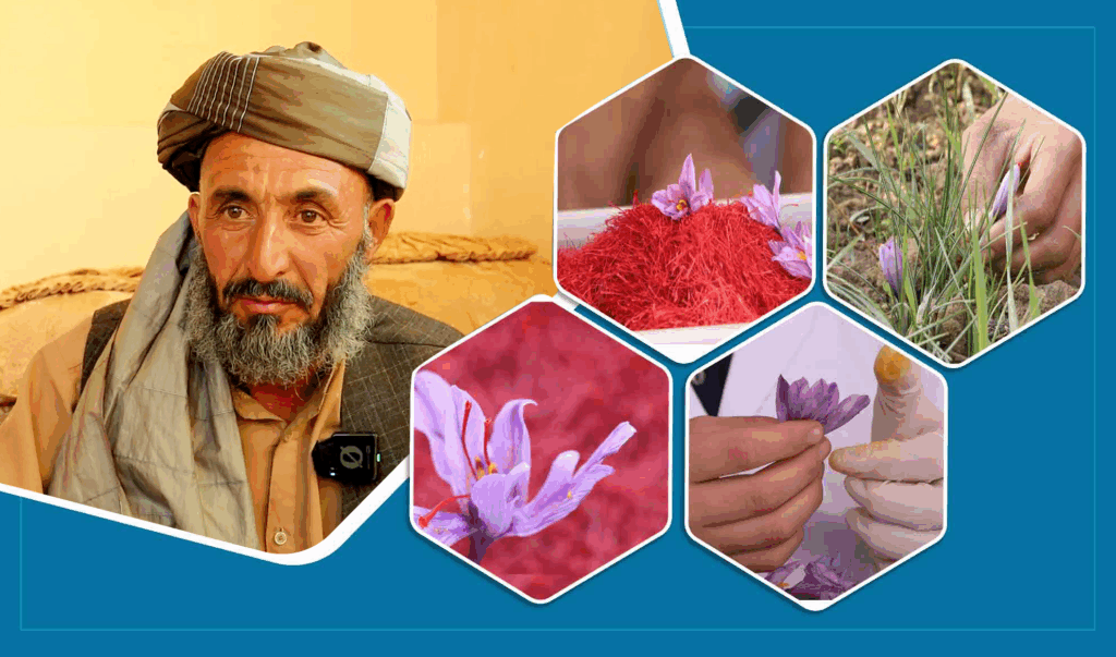 هرات کې د زعفران ټولولو فصل په اړه د حمیدالله کیسه