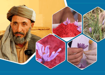 هرات کې د زعفران ټولولو فصل په اړه د حمیدالله کیسه