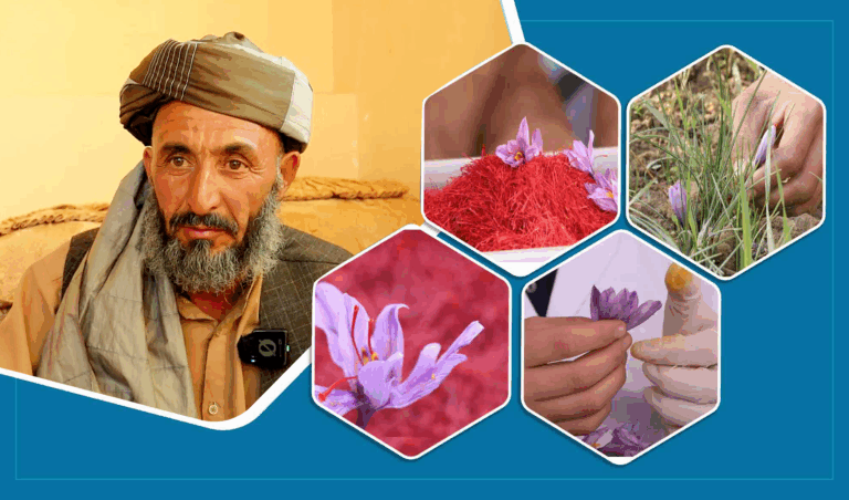 هرات کې د زعفران ټولولو فصل په اړه د حمیدالله کیسه