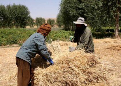 برای دو هزار دهقان در بادغیس تخم اصلاح‌شدۀ گندم و کود کیمیاوی توزیع شد