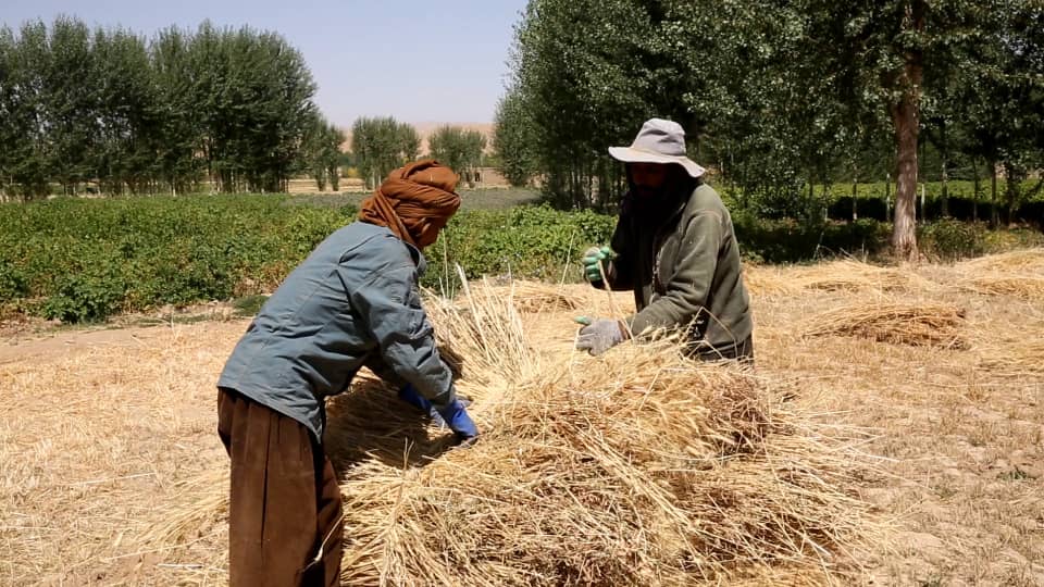 برای دو هزار دهقان در بادغیس تخم اصلاح‌شدۀ گندم و کود کیمیاوی توزیع شد