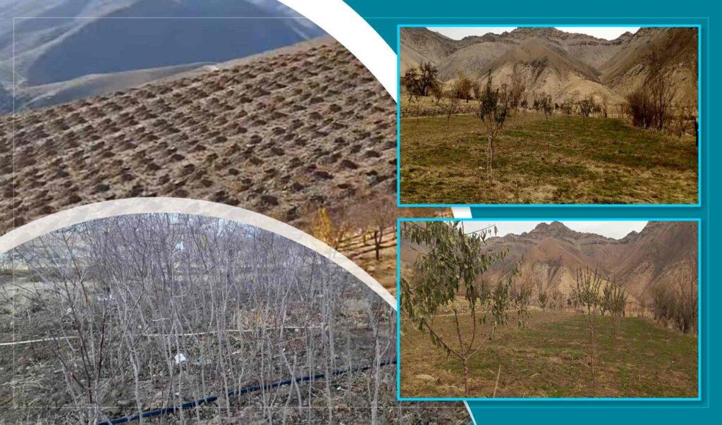 Daikundi farmers show growing interest in almond cultivation