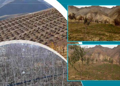 افزایش علاقه‌مندی باشنده‌گان دایکندی به غرس نهال‌های بادام