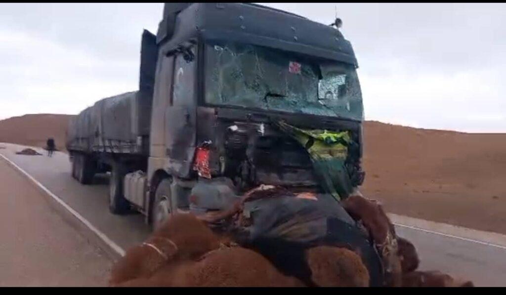 هفت رأس شتر در پی یک رویداد ترافیکی در فاریاب تلف شد