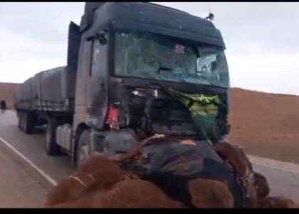 هفت شتر در پی یک رویداد ترافیکی در فاریاب تلف شد