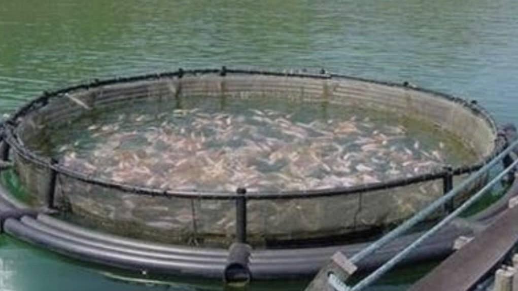 Herat fish market thrives after halt on Pakistani imports