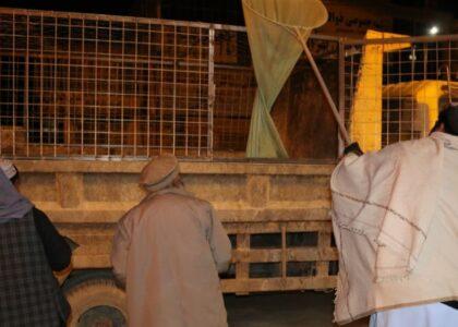 غزني ښار کې د کوڅه‌ډبو سپیانو ټولولو کمپاین پيل شو