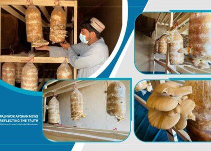 Poppy substitute: Kandahar farmers satisfied with mushroom yield
