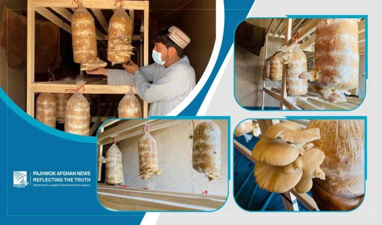 Mushroom cultivation gains popularity in Kandahar after Pajhwok report