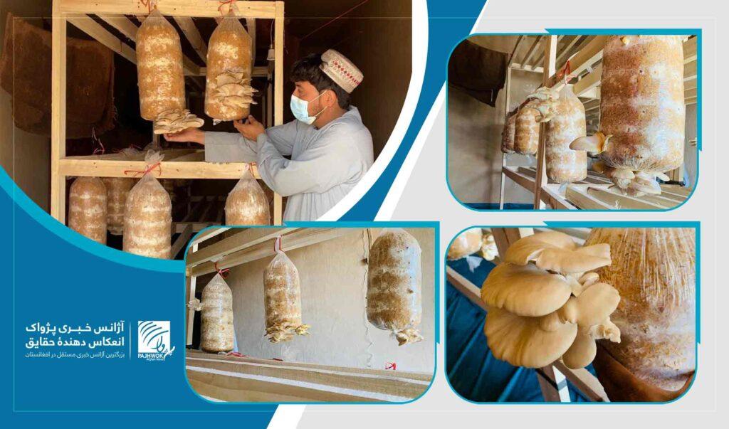 کشت بدیل کوکنار؛ شماری از دهاقین در خاکریز کندهار از حاصلات فارم‌های سمارق ابراز رضایت می‌کنند