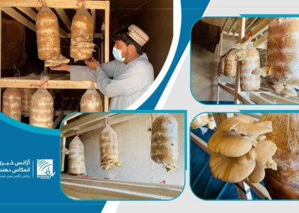 کشت بدیل کوکنار؛ شماری از دهاقین در خاکریز کندهار از حاصلات فارم‌های سمارق ابراز رضایت می‌کنند