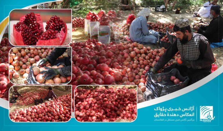 امسال به ارزش بیش از ۱۰٫۵ میلیون دالر انار از کندهار صادر شده‌است
